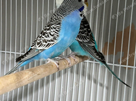 Splite balckface balckwing