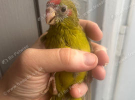 Hand Reared Kakarikis