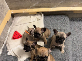 STUNNING KC REGISTERED FRENCH BULLDOG PUPPIES - READY 13TH NOVEMBER