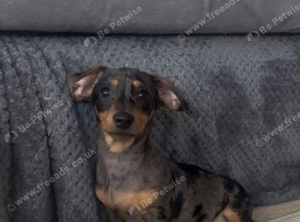 Beautiful Dachshund Boy available now