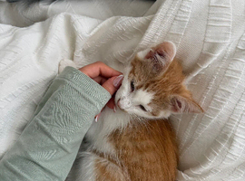 Beautiful ginger male