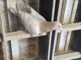 Almond Cock racing pigeon
