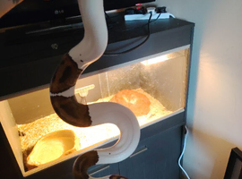 Pie bull pithon and full set up