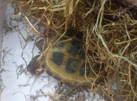 Female tortoises 1 year old with set up and accessories