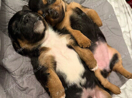 Jack Russell puppies
