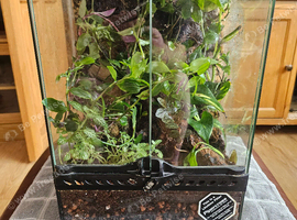 Planted vivarium with custom background
