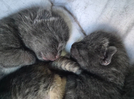Russian Blue Babies