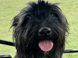 Sweet terrier - teckel x Scottie