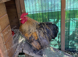 Bantam cockerels in need of new homed