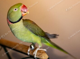 Grey green adult male