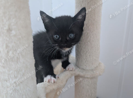Gorgeous kittens for sale ️