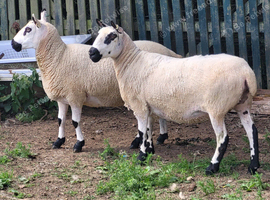 2 kerry Hill ewes, ready for breeding