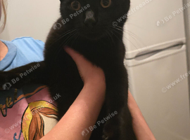 Sweet & Loving Black Boy Looking for a Loving Home