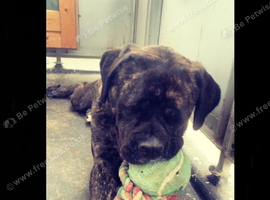 Canecorso
