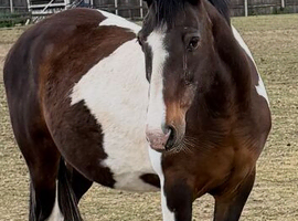 Registered Skewbald