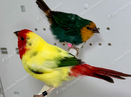 Beautiful pair of pied parrot finches for sale
