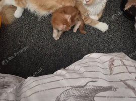 Maine coon kittens