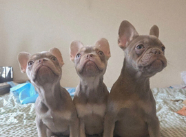 Lilac French Bulldog Puppies