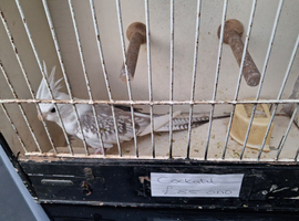 Cockatiel for sale