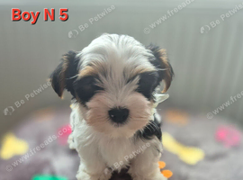 Ready now Biewier terrier