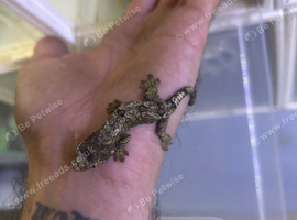 Chahua geckos