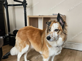 Beautiful Girl