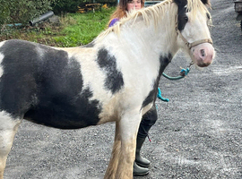 Gypsy cob west wales
