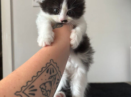 Rag Doll x Russian Blue