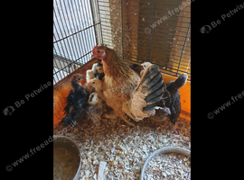 Serama cross pekin bantams for sale