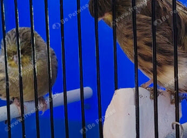 Gloster canaries, silver Java breeding pair,