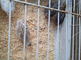 10 Quails for sale all female