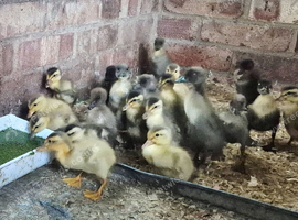 Indian Runner ducklings &pound;10 each or 6 for &pound;50