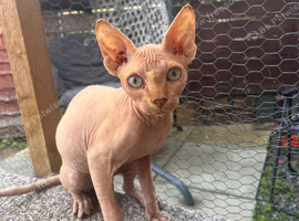 Male Sphynx kitten