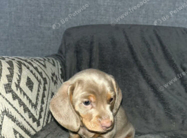 2 puppies for sale
