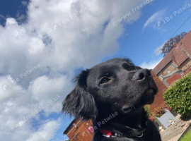 11 month old puppy