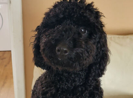 Cockapoo boy
