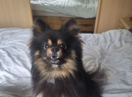 Beautiful pom pups due now!