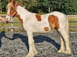 Yearling gelding