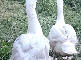 Embden geese (April hatch)