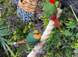 Parrot Finches x 2