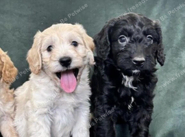 Ready now - Gorgeous Cockapoo puppies mum is Show Cocker x miniature Poodle- Dad is a miniature Poodle - Puppies 3/4 Poodle