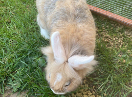 Rabbits