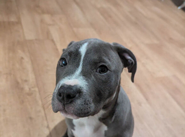 4 month old American blue bull staff