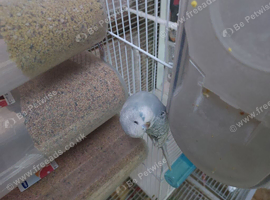 Lovely spangle hen for sale