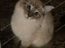 Pure ragdoll kitten