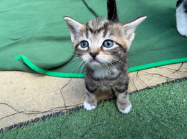 Cute kittens need NEW HOME