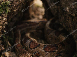 3 year old corn snake with vivarium.