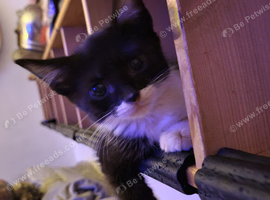 Adorable Kittens ready for loving homes