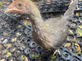 Pair of modern game bantams
