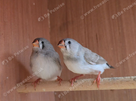2 x unsexed unrelated zebra finches